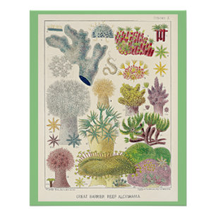 Pôster Barreira de excelentes da Austrália, Alcionária,