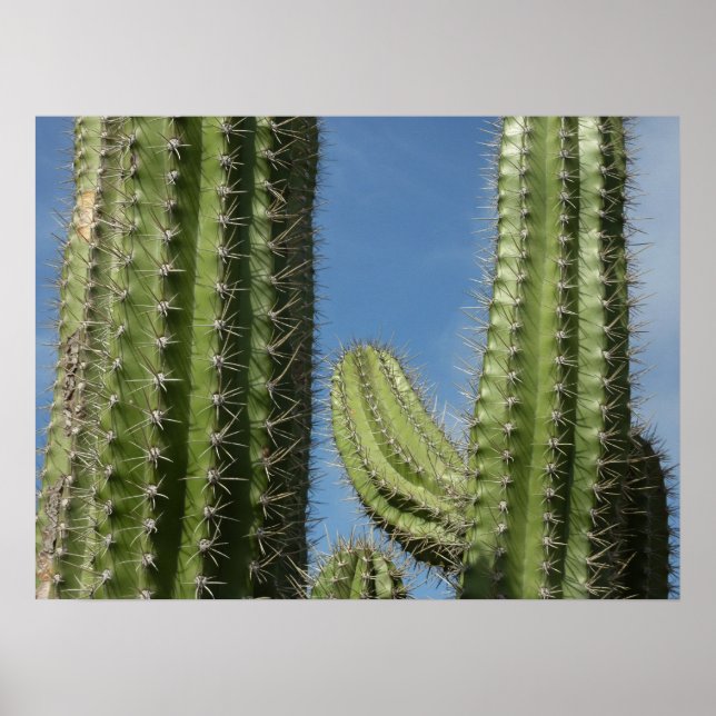 Poster Barrel Cactus I Desert Photo (Frente)