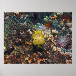 Poster Barriga de Peixe-Boxinho