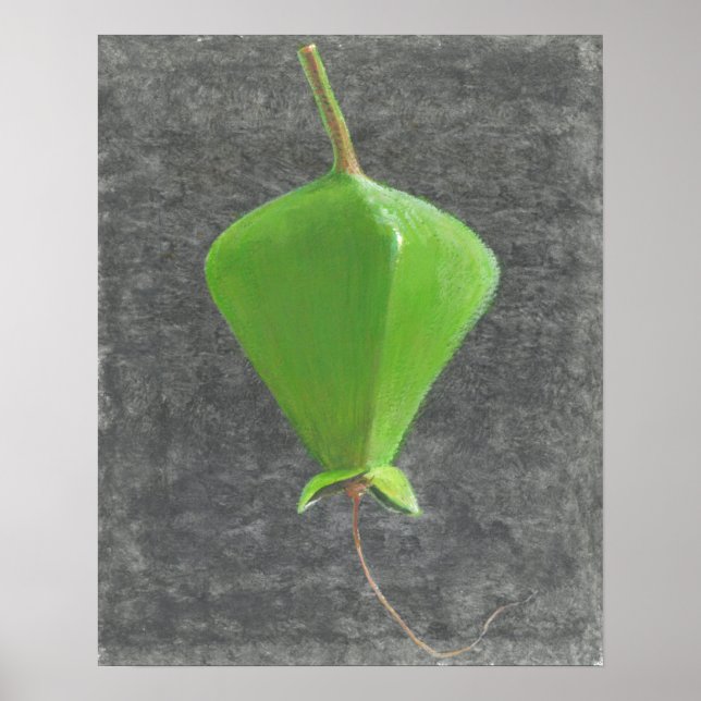 Pôster Barringtonia Acutangula (Frente)