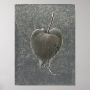 Poster Barringtonia Acutangula  2