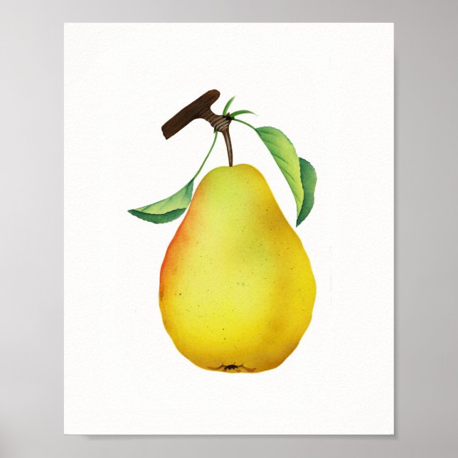 Poster Bartlett Juicy Pear Fruta Kitchen (Frente)