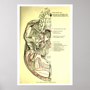 Pôster Base da anatomia do vintage do external do crânio