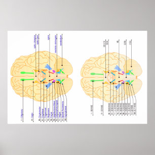 Pôster base da imagem do cérebro em inglês e japonês