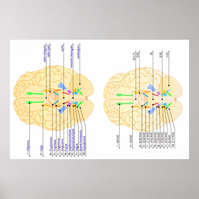 Pôster base da imagem do cérebro em inglês e japonês (Frente)
