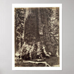 Poster Base do Gigante Grizzly, do Livro Yosemite