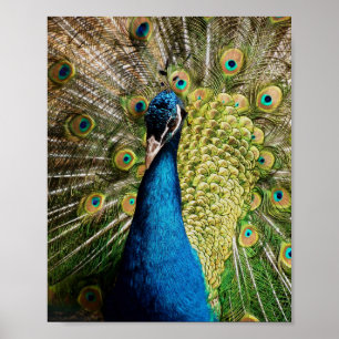 Poster Bashful Peacock