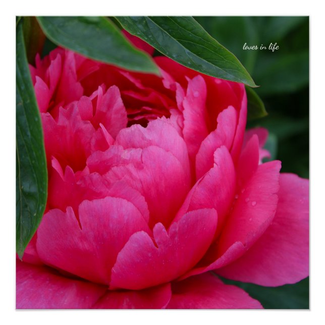Pôster Bashful Pink Peony (Frente)