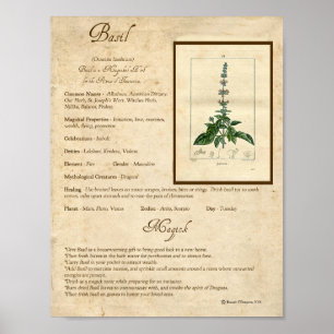 POSTER BASIL MAGICK HERB