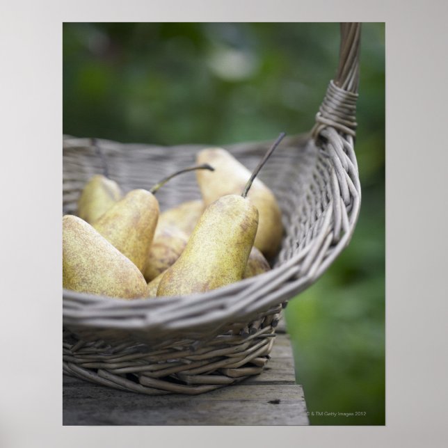 Poster Basket of freshly picked pears. (Frente)