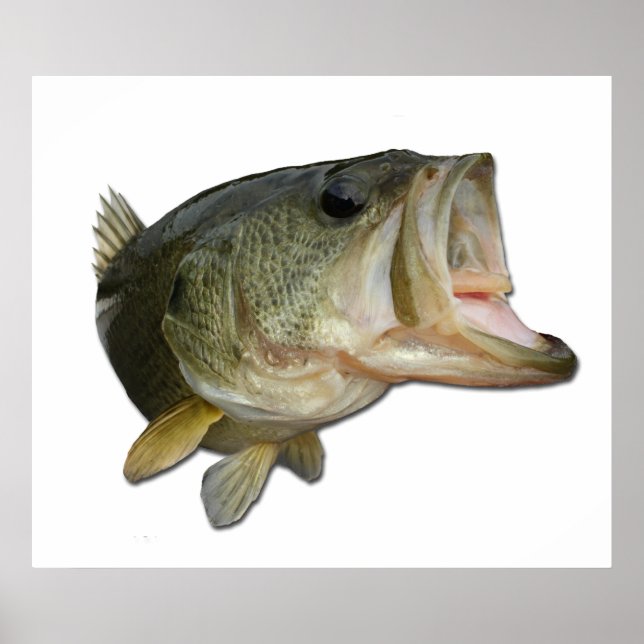 Poster Bass de Boca Largemouth (Frente)