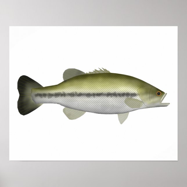 Poster Bass de Boca Largemouth (Frente)