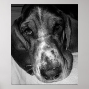 Pôster Basset Hound