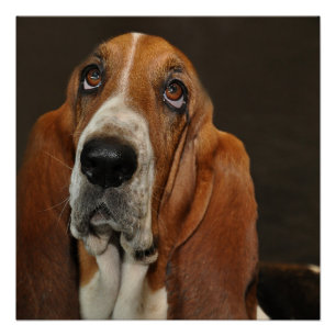Pôster basset hound 2