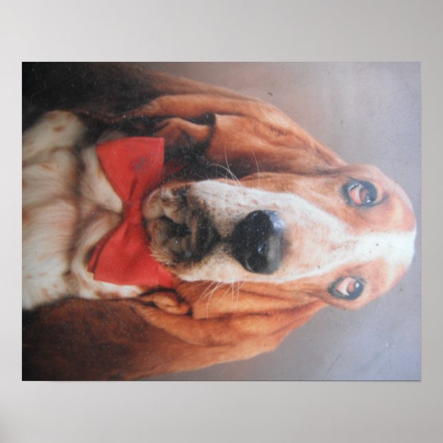Poster Basset Hound Com Torneio De Arco Vermelho (Frente)
