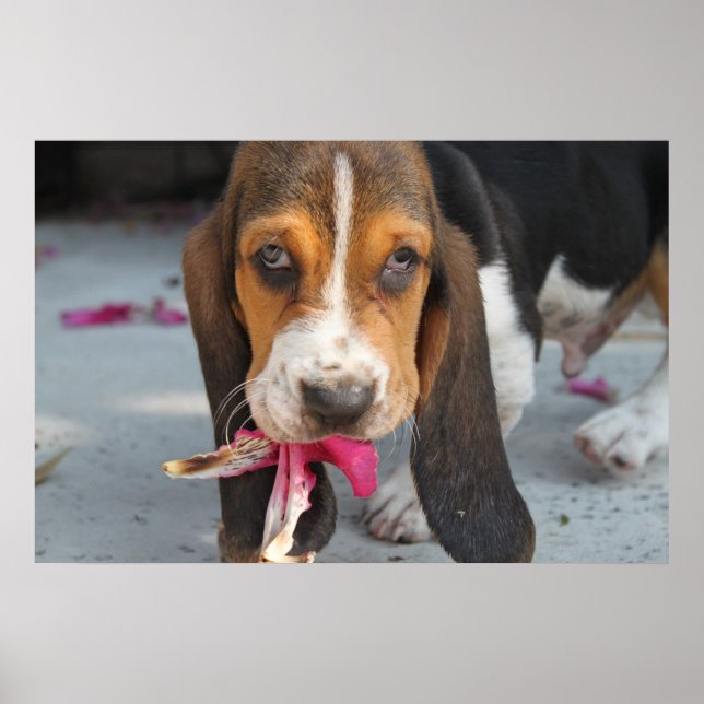 Poster Basset Hound Puppy (Frente)