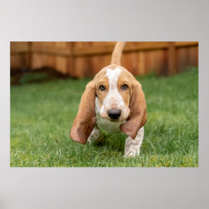 Poster Basset Hyoung Puppy Walking