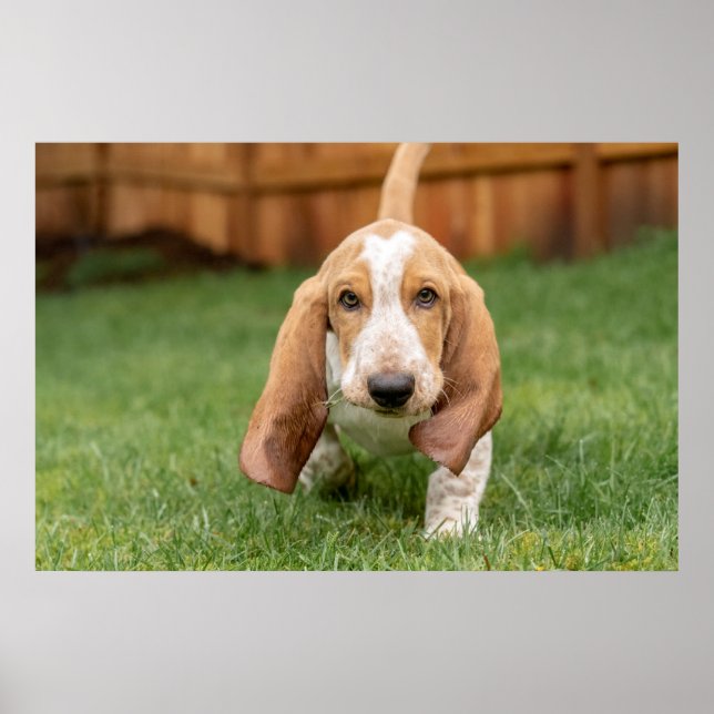 Poster Basset Hyoung Puppy Walking (Frente)