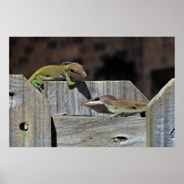 Poster Batalha de Mini Dragon (Frente)