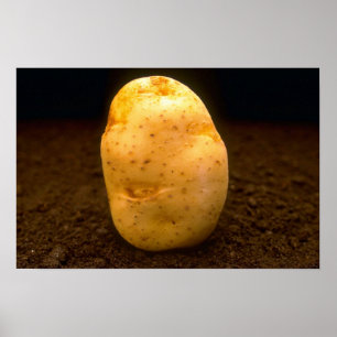 Pôster Batata na sujeira