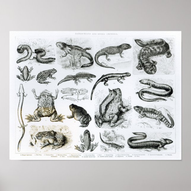 Pôster Batrachians and other Amphibia (Frente)