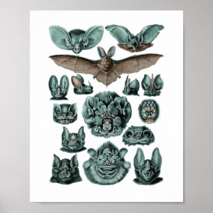 Pôster Bats de Ernst Haeckel