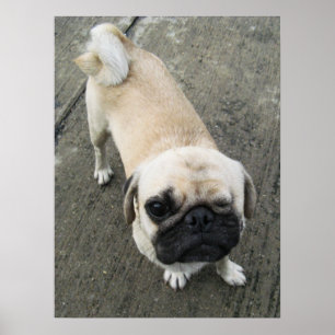Poster Bauwk ... Pug Cachorro ... cachorro fofo