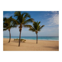 Bavaro Beach, República Dominicana, Árvores de Coc