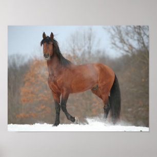 Poster Bay Andalucian Stallion Em Snow