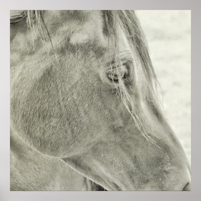 POSTER BAY BEAUTY 24x24 (Frente)