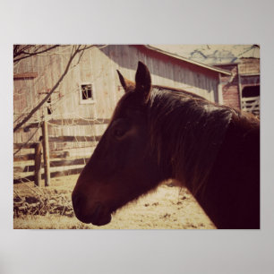 Poster Bay Horse