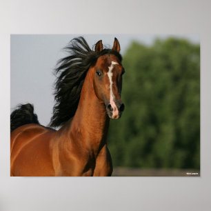 Poster Bay Morgan Horse Headshot Mane Fluindo