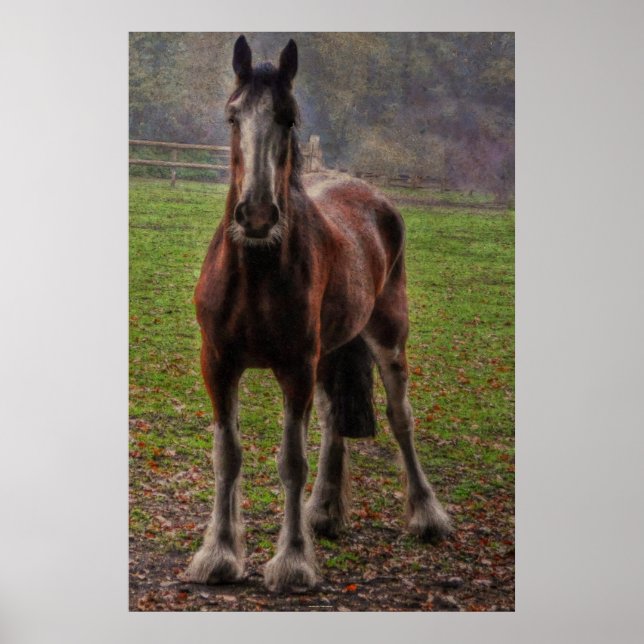 Pôster Bay Shire Draft Horse England (Frente)