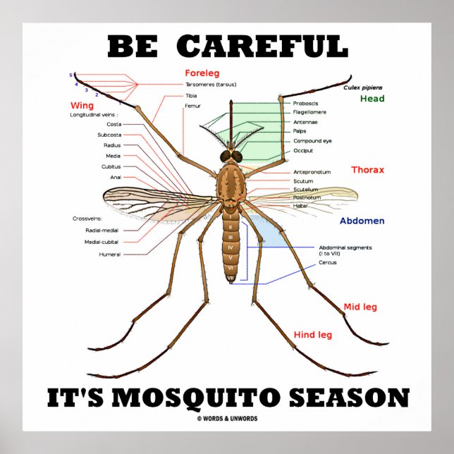 Poster Be Careful It's Mosquito Season (Mosquito Anatomy) (Frente)