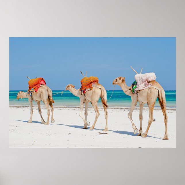 Poster Beach Animals (Three camels walking on a white sand beach with a clear blue sky and turquoise water.)