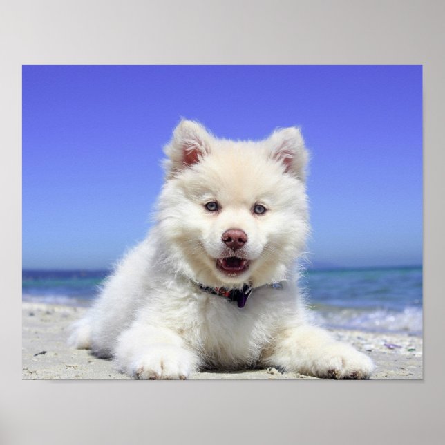 Pôster Beach Puppy Dog Fluffy White Animal Summer Photogr (Frente)