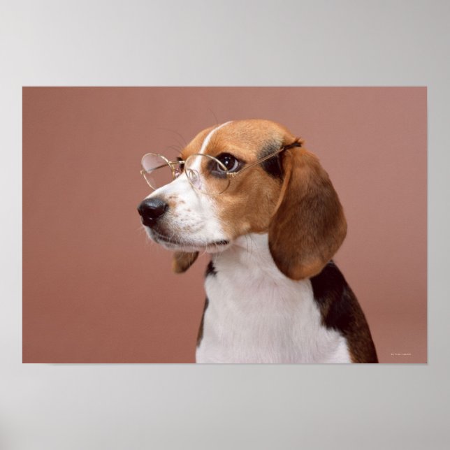 Pôster Beagle (Frente)