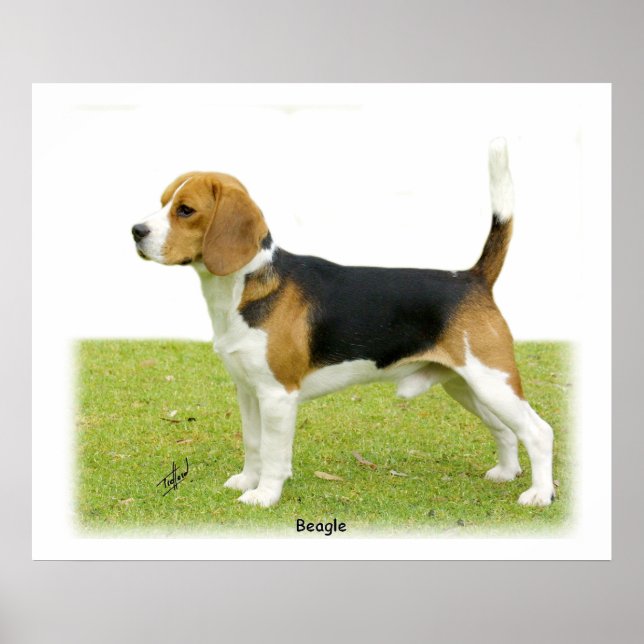 Poster Beagle 9J27D-02 (Frente)