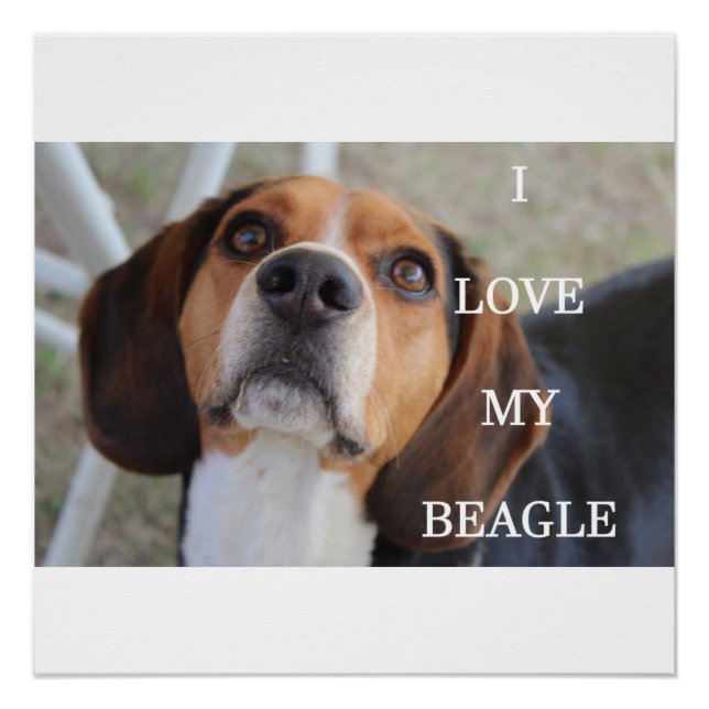 Pôster beagle love w pic black red white (Frente)