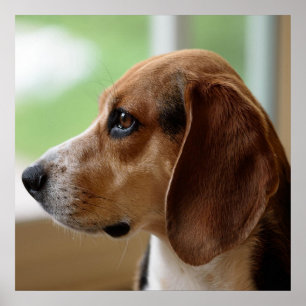 Poster Beagle Sonhador