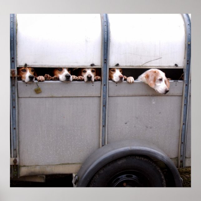 Pôster Beagles (Frente)