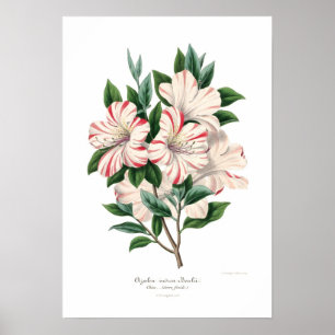 Pôster Bealii indica da azálea