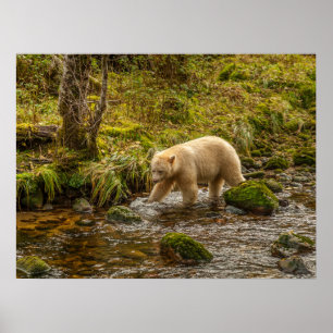 Poster Bear Espírito Branco Caça peixes em Riordan Creek