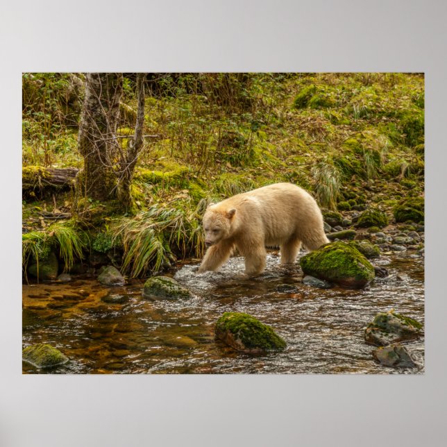 Poster Bear Espírito Branco Caça peixes em Riordan Creek (Frente)