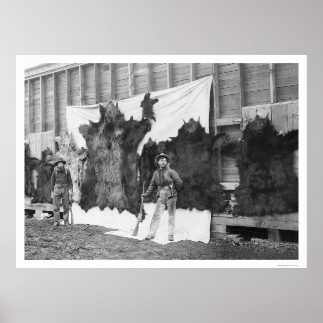 Pôster Bear Hunting Alaska 1906 (Frente)