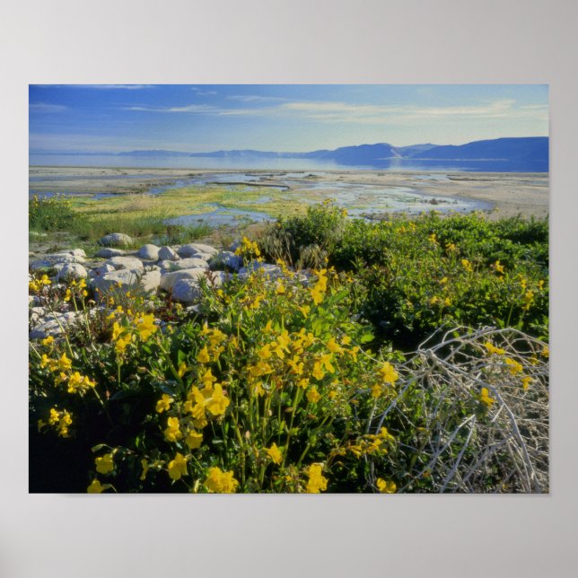 Pôster BEAR LAKE, UT, EUA, flor de macaco e tumbleweed, (Frente)