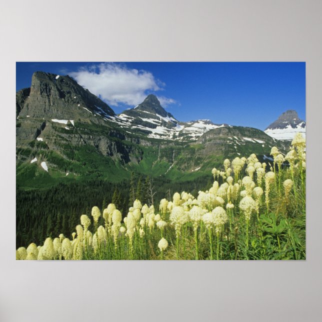 Poster Bearcapim perto de Logan Pass na Gacier National (Frente)