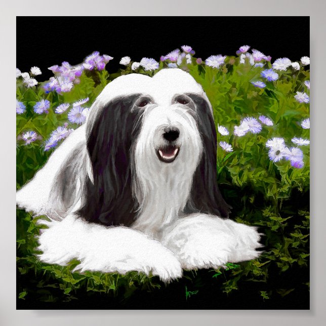 Pôster Bearded Collie Painting - Cute Original Dog Art (Frente)