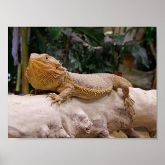 Poster Bearded Dragon