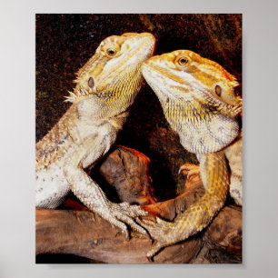 Pôster Beardies